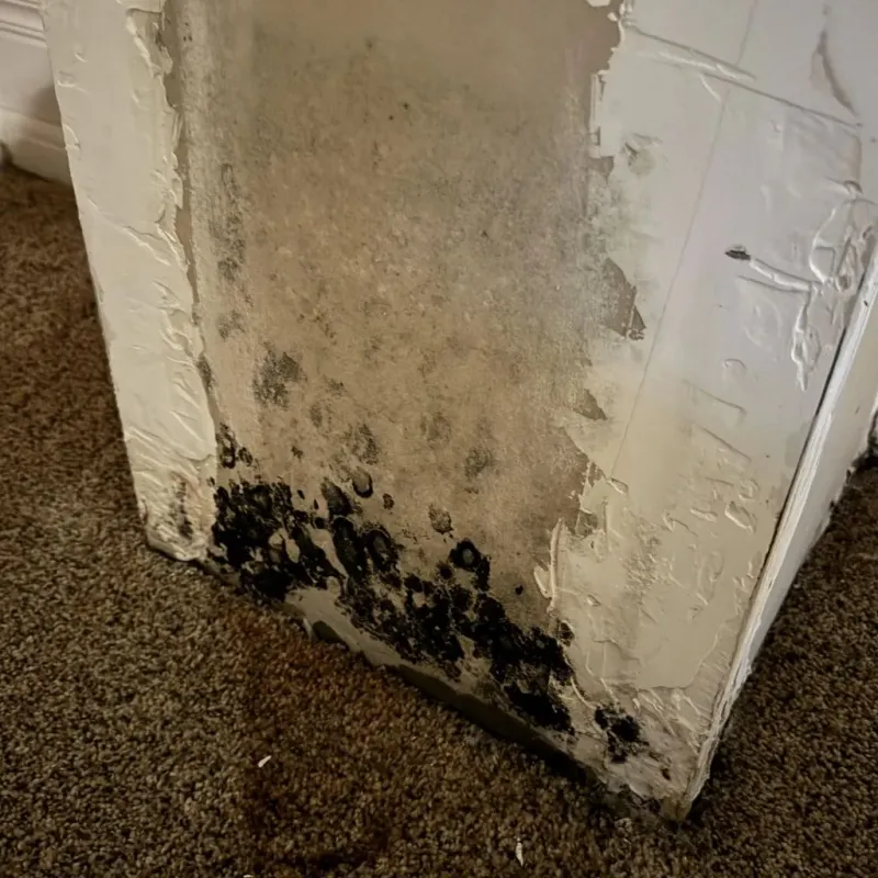 Professional Mold Removal in Gilbert, MN